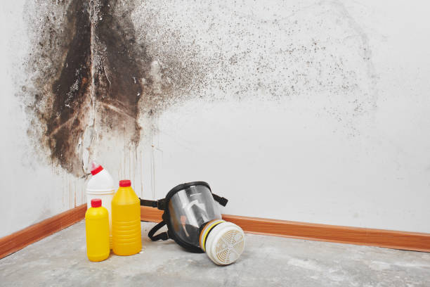 Best Black Mold Remediation in Dobbs Ferry, NY