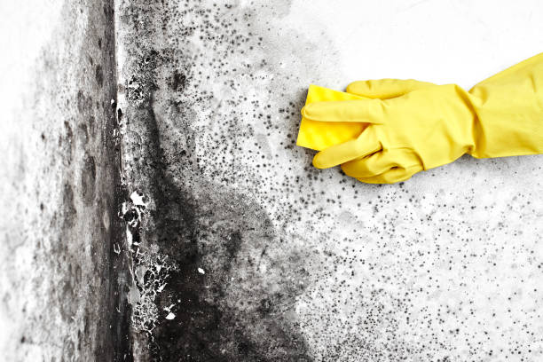 Best Bathroom Mold Remediation in Dobbs Ferry, NY
