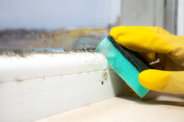 Best Residential Mold Remediation in Dobbs Ferry, NY