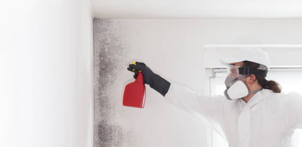 Best Attic Mold Remediation in Dobbs Ferry, NY