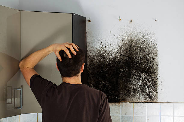 Best Crawl Space Mold Remediation in Dobbs Ferry, NY