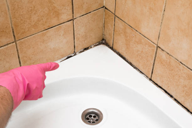 Best White Mold Remediation in Dobbs Ferry, NY